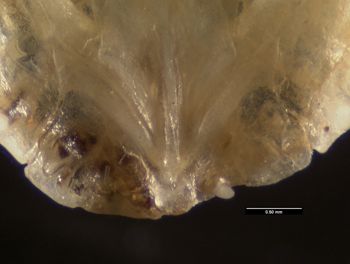 Media type: image;   Herpetology R-131690